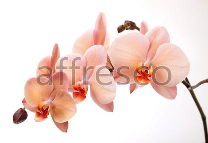 Ветка нежной орхидеи,  арт. 7224