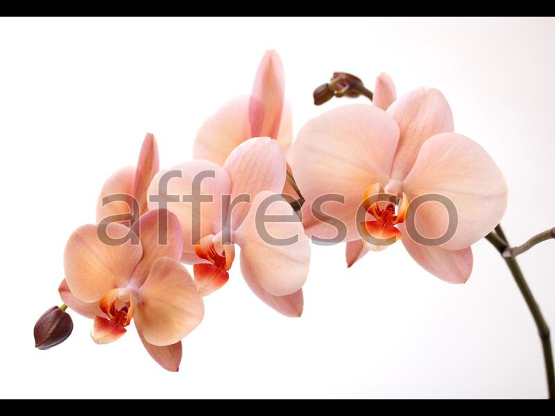 Ветка нежной орхидеи,  арт. 7224