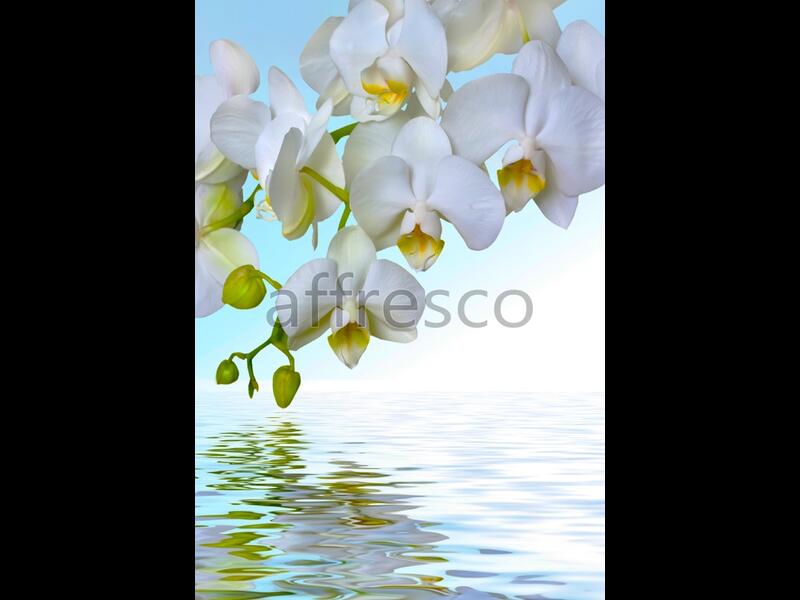 Ветка белой орхидеи над водой,  арт. 7225
