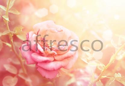 Розовый цветок,  арт. ID11723