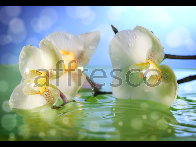 Орхидея в воде,  арт. ID11746