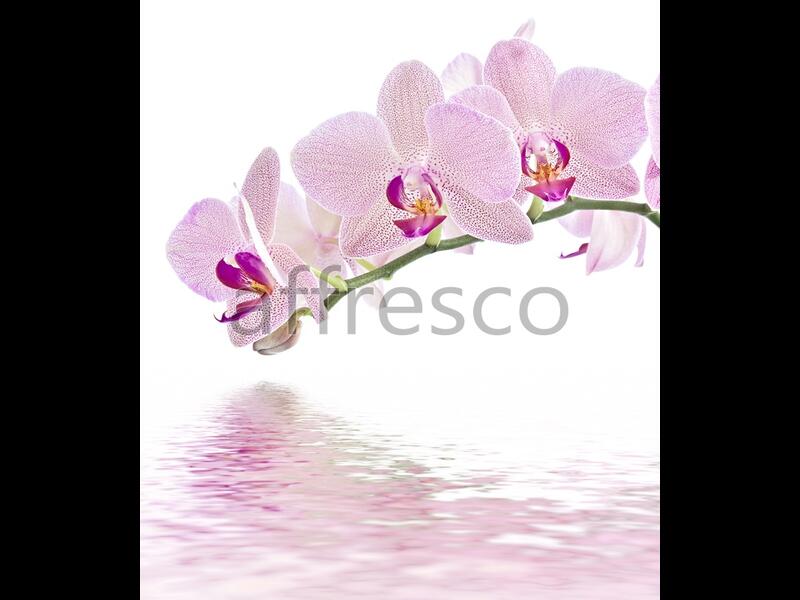 Веточка орхидеи над водой,  арт. ID11752