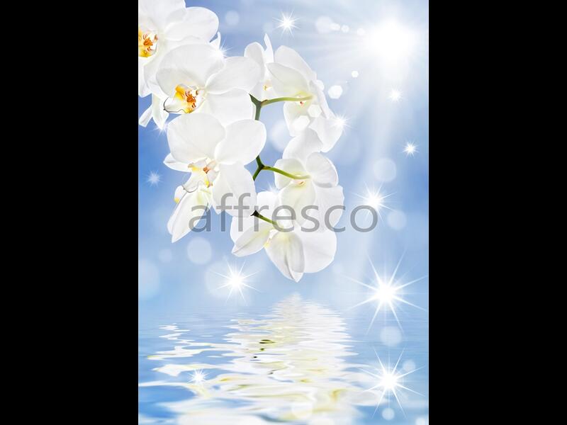 Отражение белой ветки орхидеи,  арт. ID11769