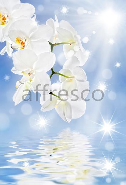 Отражение белой ветки орхидеи,  арт. ID11769