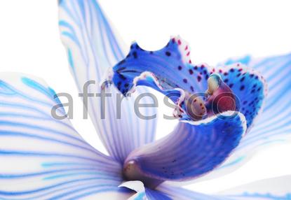 Цветок ириса макросъемка,  арт. ID12638