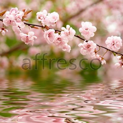 Розовая сакура у воды,  арт. ID12656
