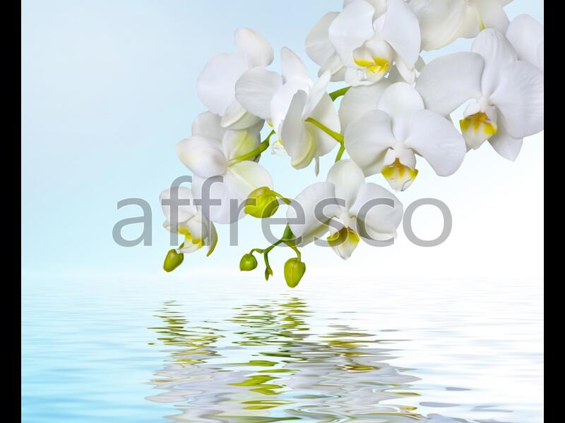Отражение белой орхидеи,  арт. ID12673
