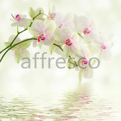 Ветка орхидеи над водой,  арт. ID12674