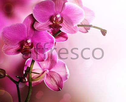 Ветка орхидеи макросъемка,  арт. ID12703