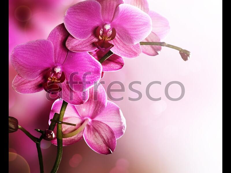 Ветка орхидеи макросъемка,  арт. ID12703
