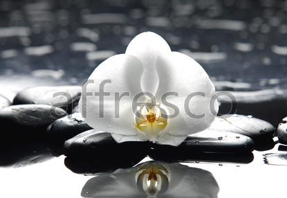 Цветок орхидеи на камнях,  арт. ID12710