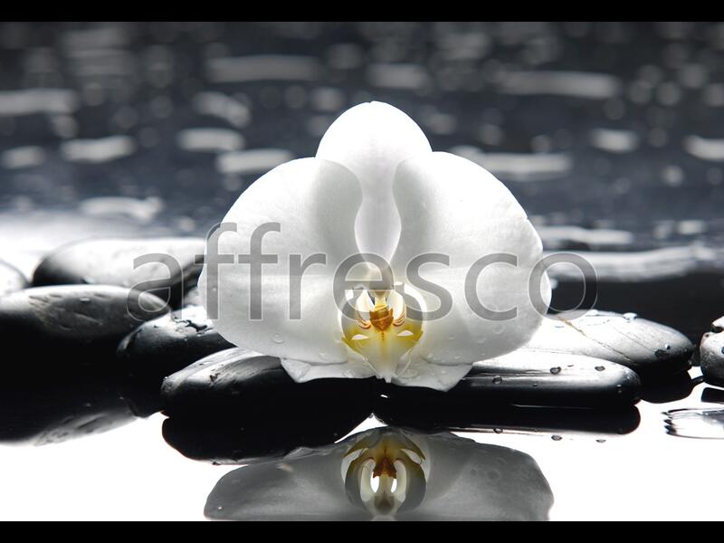 Цветок орхидеи на камнях,  арт. ID12710
