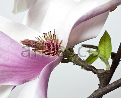 Веточка цветка макросъемка,  арт. ID12744