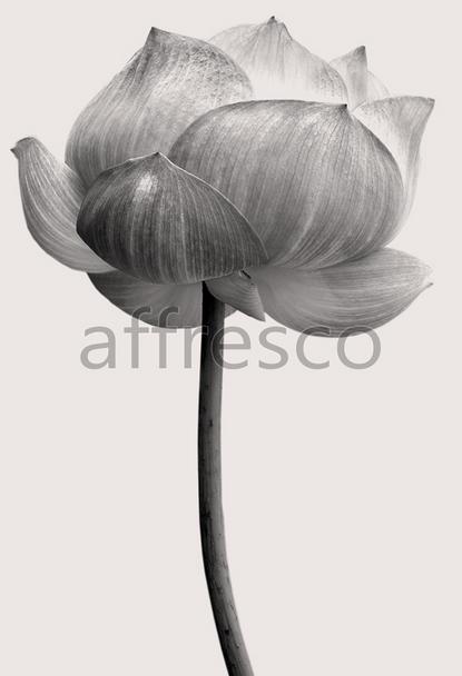 Бутон цветка,  арт. ID12813
