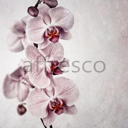 Соцветия орхидеи,  арт. ID13319