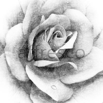 Набросок розы,  арт. ID136152