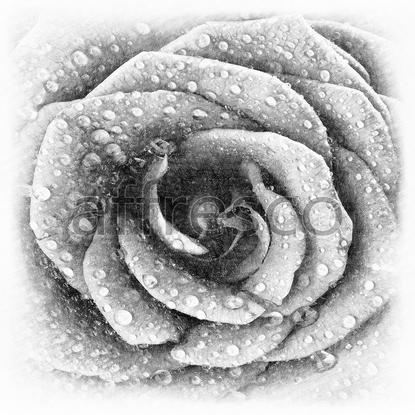 Графика розы,  арт. ID136153