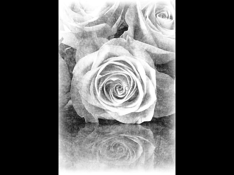 Рисунок розы,  арт. ID136154