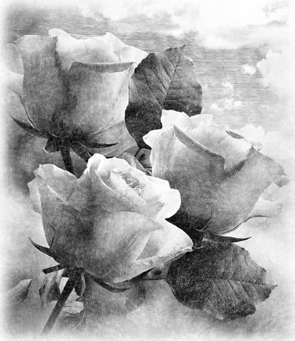 Белые розы,  арт. ID136155