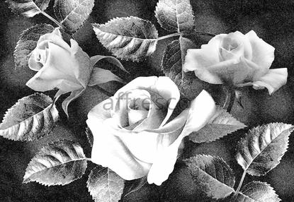 Графичная роза,  арт. ID136157