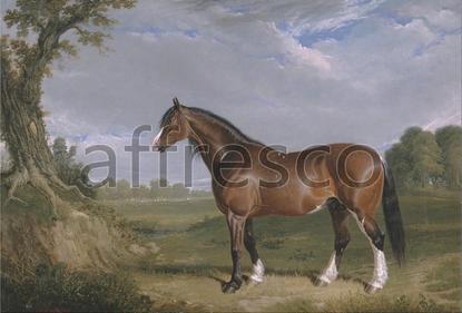 Картина: John Frederick Herring, A Clydesdale Stallion